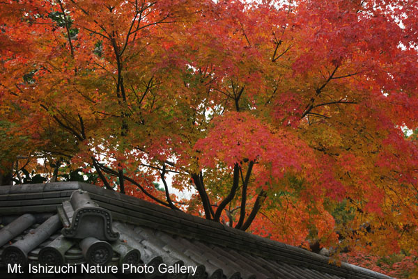 kyoto (028)